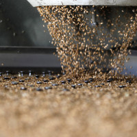 Wheat grains are seen in a sorting machine at a silo in Fundulea