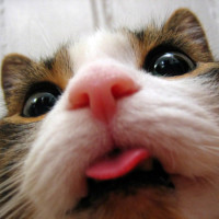 cat-selfies-photobomb