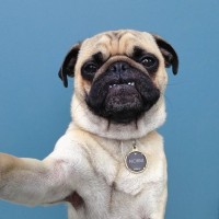 funny-pug-selfie
