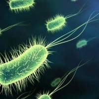 bakterie-nahled
